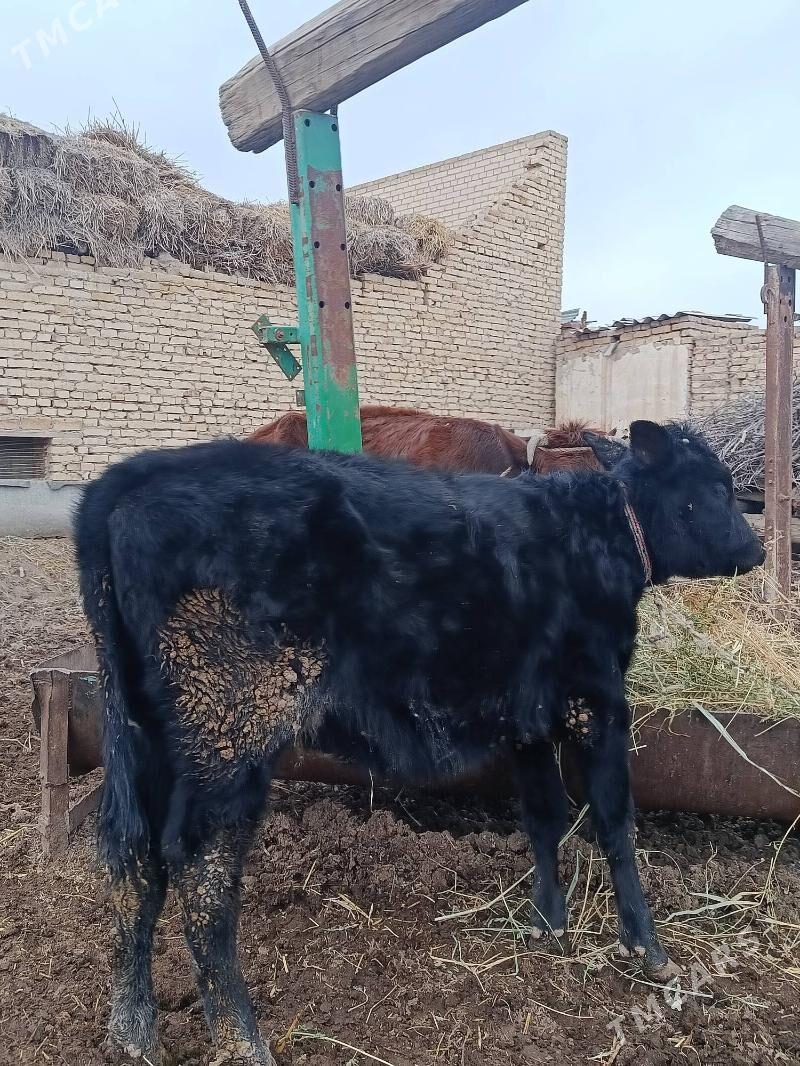 чорну пийостур унаджын - Чарджоу - img 1