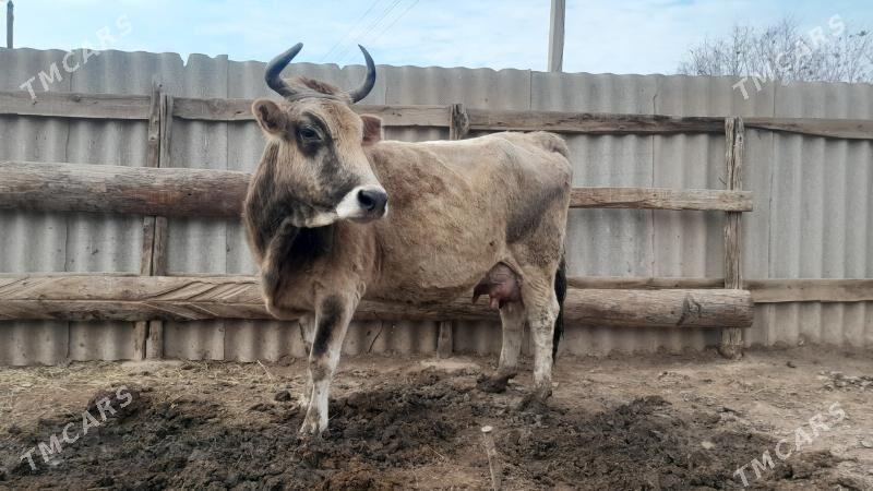 góleli - Wekilbazar - img 1