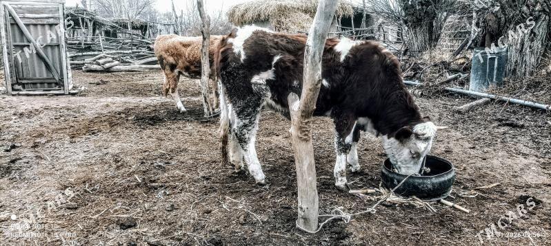 simental - Кёнеургенч - img 1