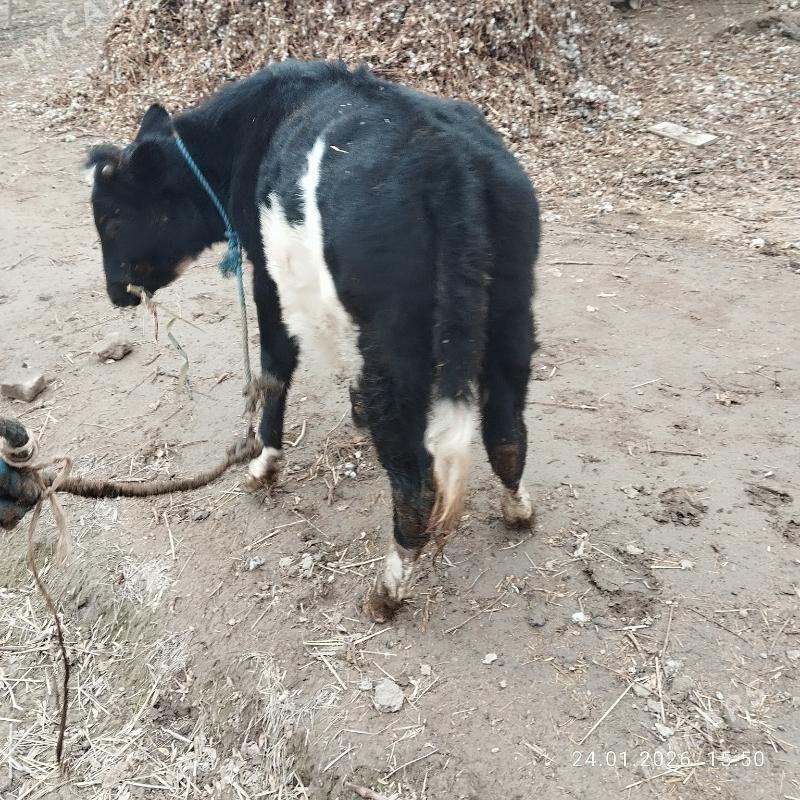 unajyn - Çärjew - img 1