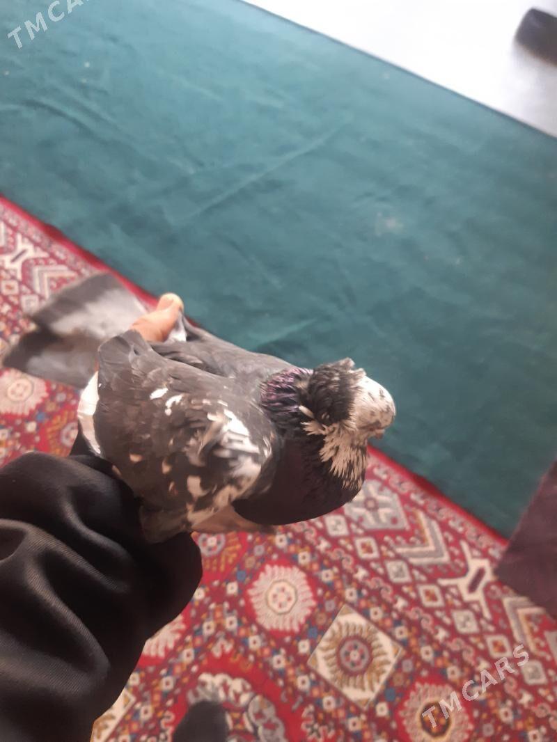 kepderi - Векильбазар - img 1