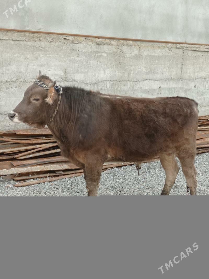 Arassa swes öküz - Aşgabat - img 1