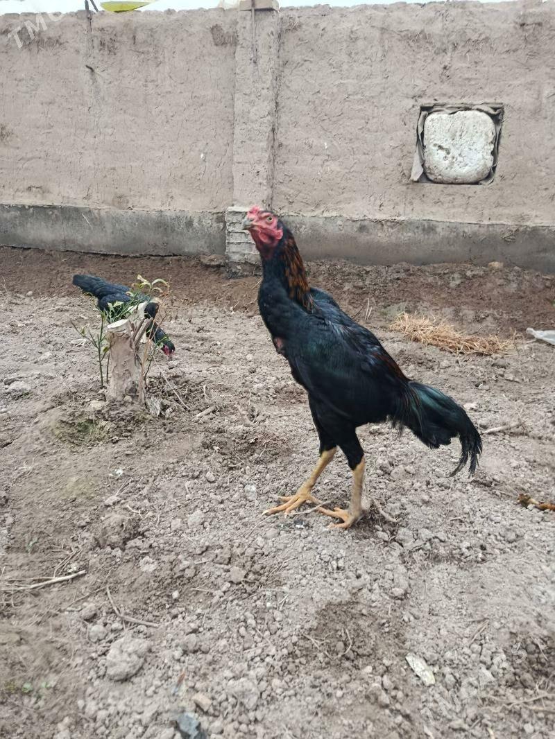 baysy horaz juje - Чарджоу - img 1