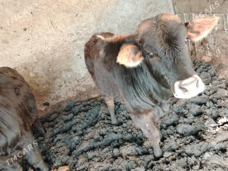 okuz - Çoganly - img 1