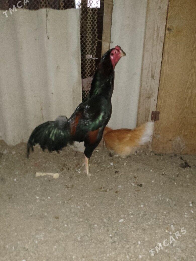 Baysowy Horaz - Туркменабат - img 1