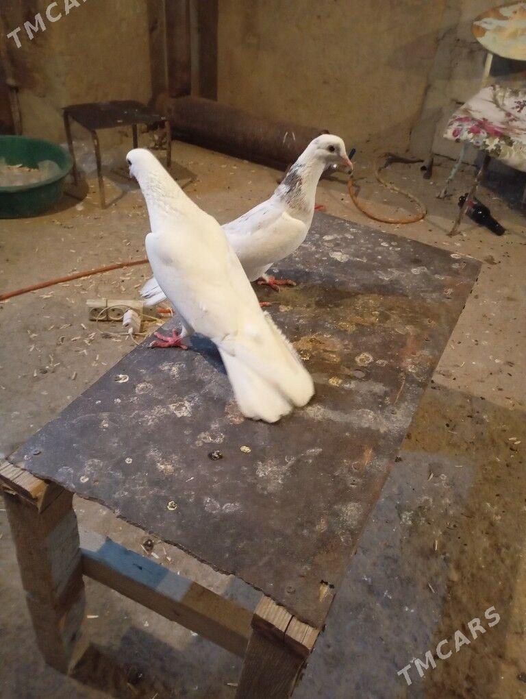 kepderikepderi - Гызыларбат - img 1