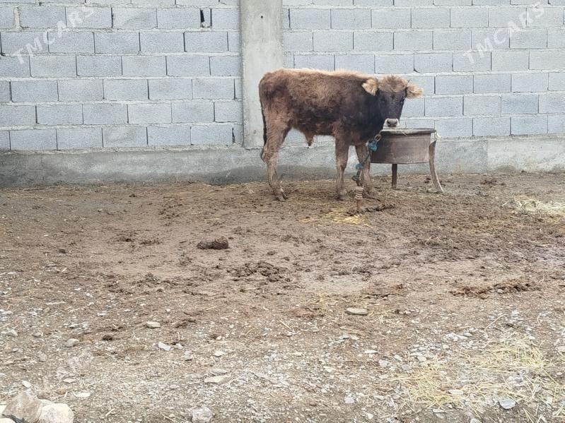 şiwes okuz - Bäherden - img 1