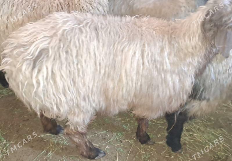 Issek bakylan - Бедев - img 1