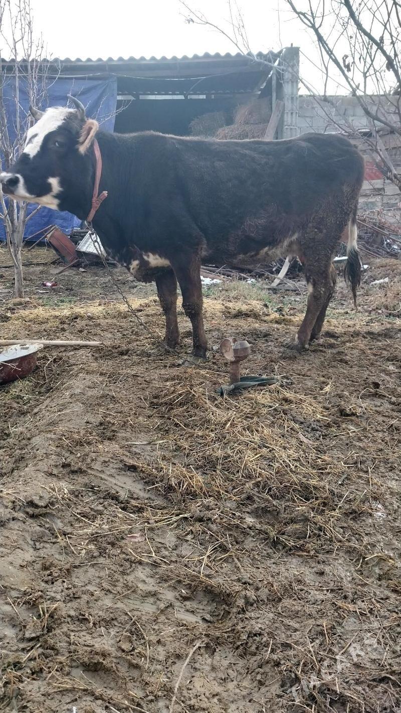 sygyr - Гёкдепе - img 1