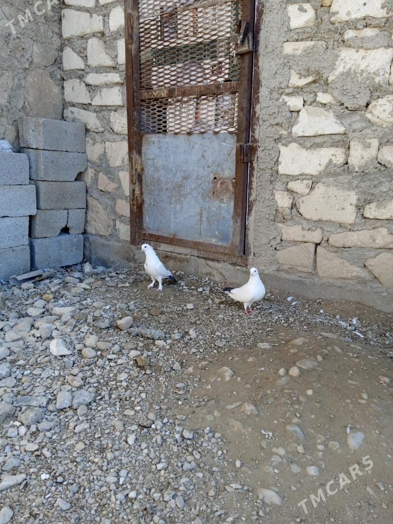 Kepderi - Балканабат - img 1