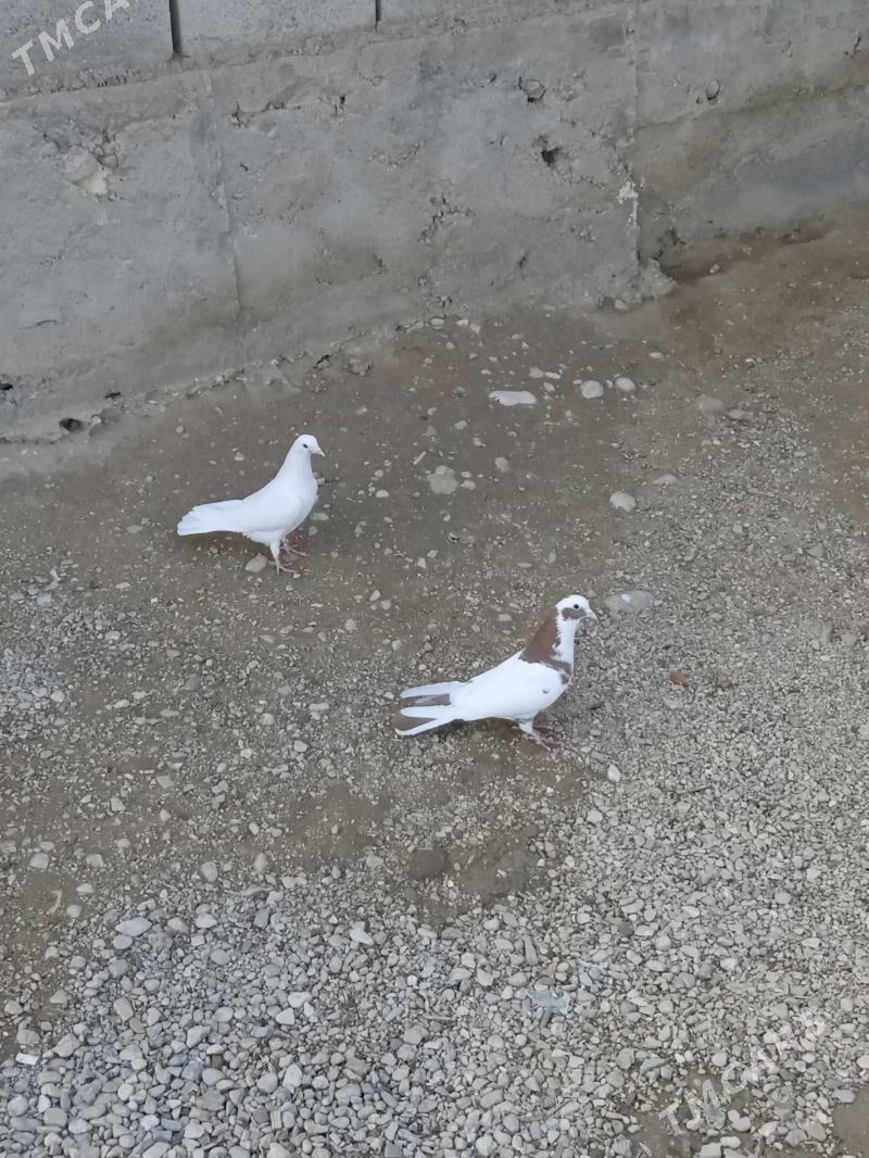 Kepderi - Balkanabat - img 1