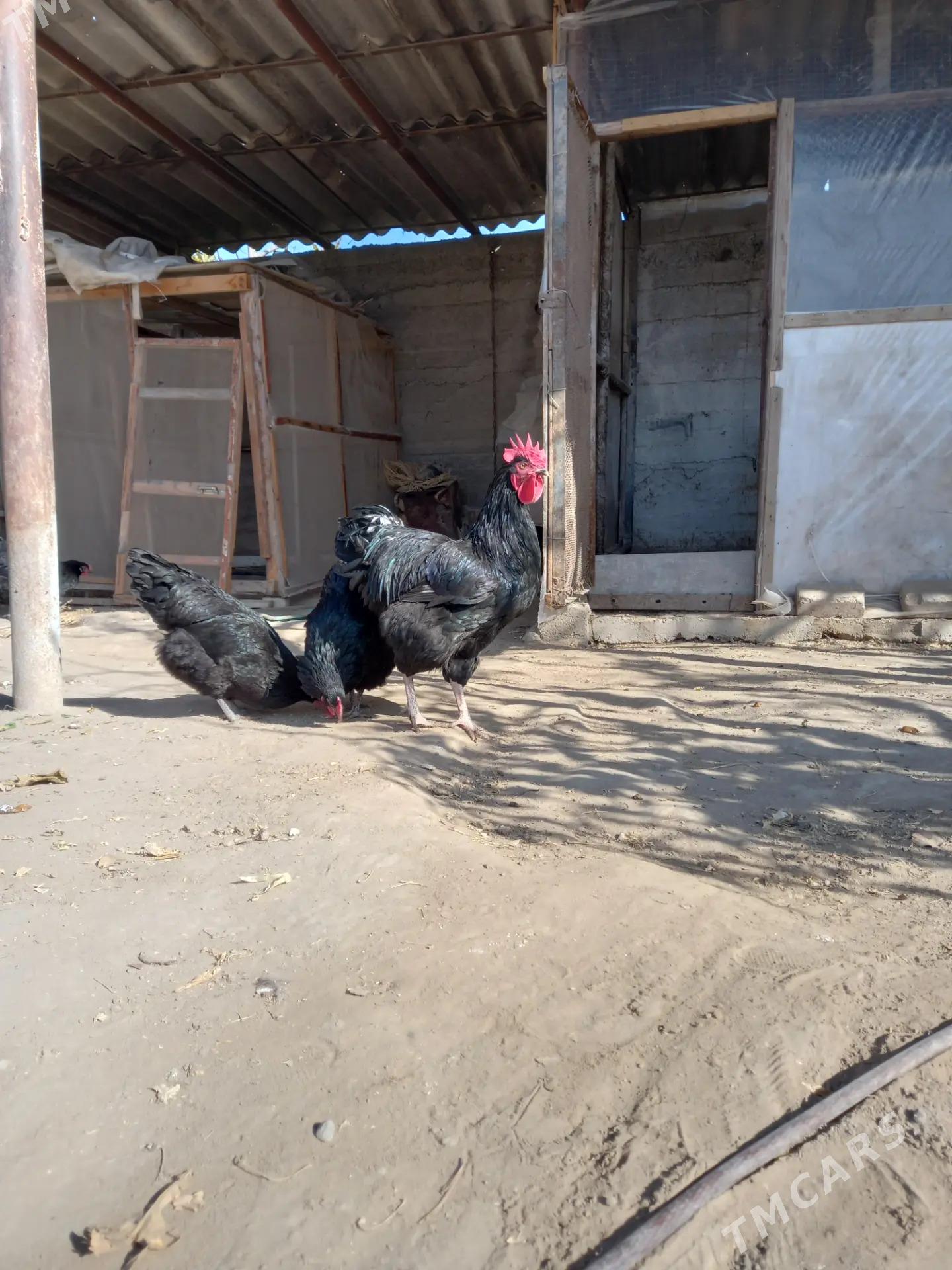 Gigant jersi - Яшлык - img 1