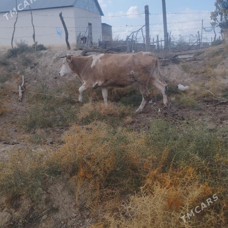 smental sygyr - Эсенгулы - img 1