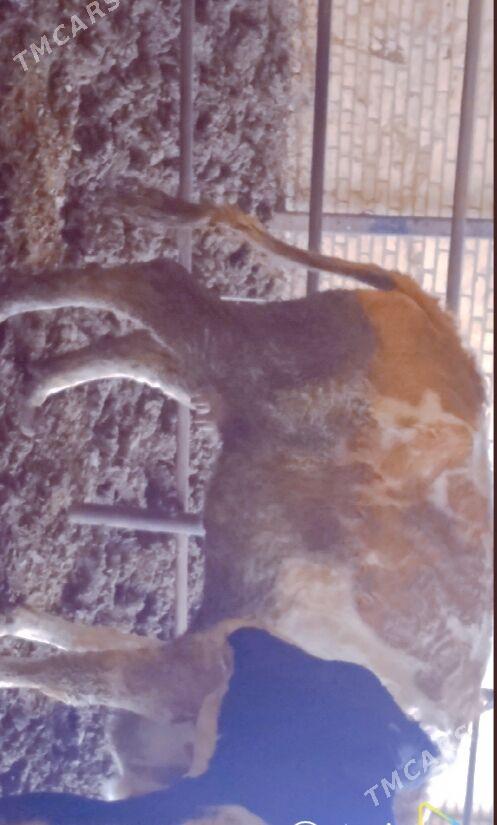 semental sygyr,сементал сыгыр - Halaç - img 1