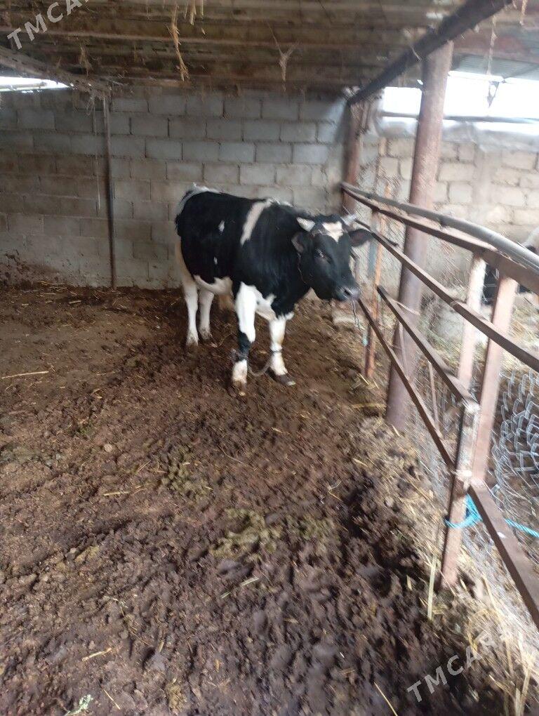 öküz - Gökdepe - img 1