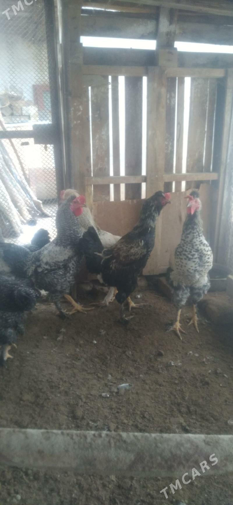 врама - Чарджоу - img 1