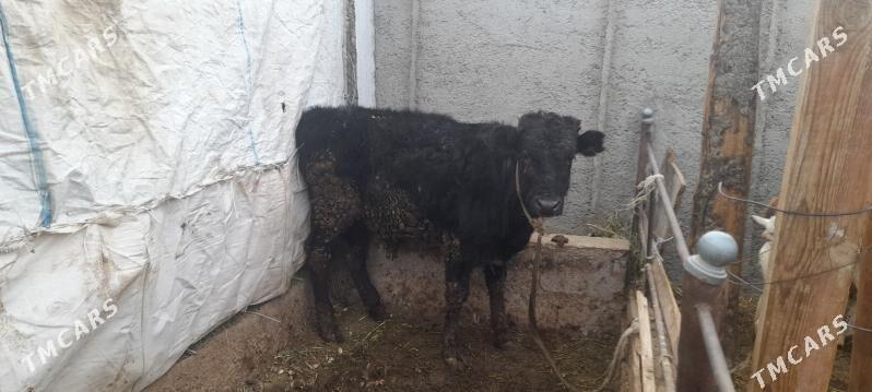 òkùzçe - Jebel - img 1