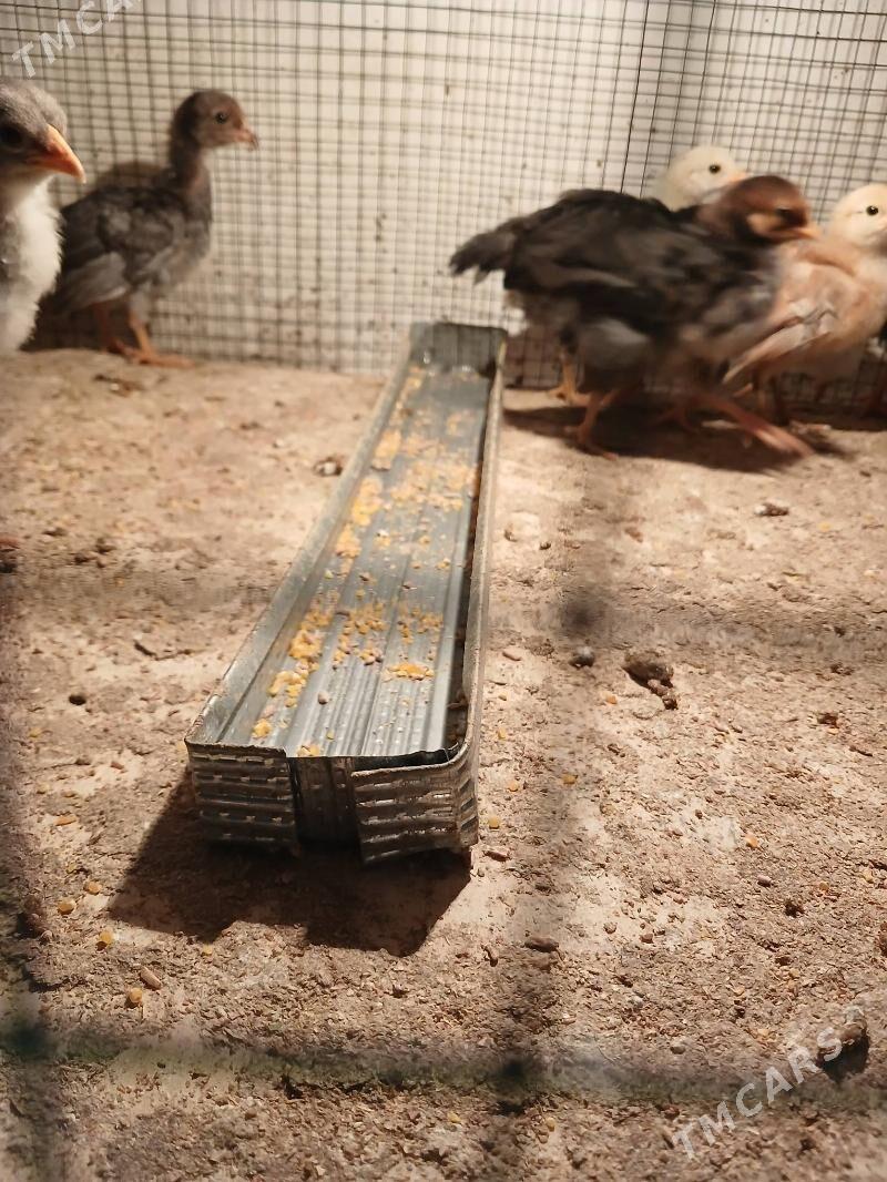 mesni iri paroda - Чарджоу - img 1