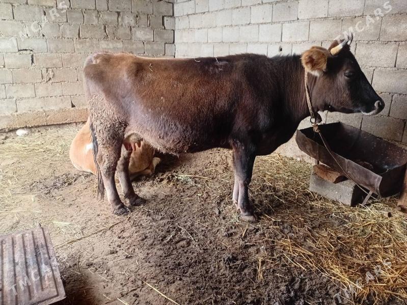 bogaz sygyr - Гёкдепе - img 1