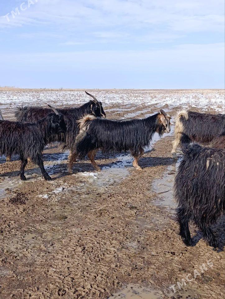 Bogaz geçiler - Ýaşlyk - img 1