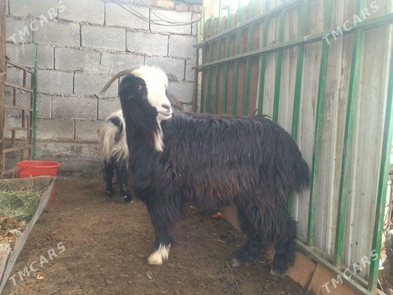 geci - Aşgabat - img 1