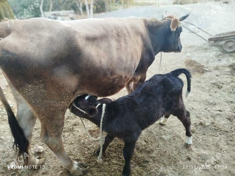 goleli sygyr - Bäherden - img 1