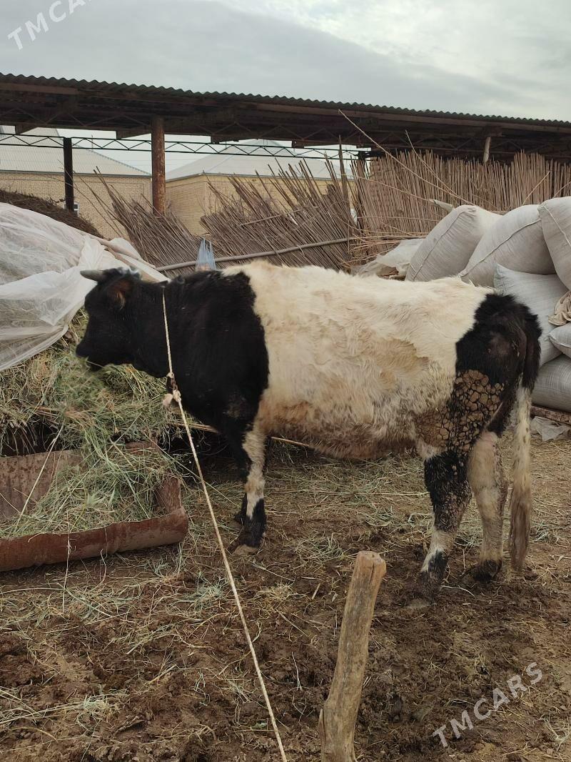 сыгыр - Wekilbazar - img 1