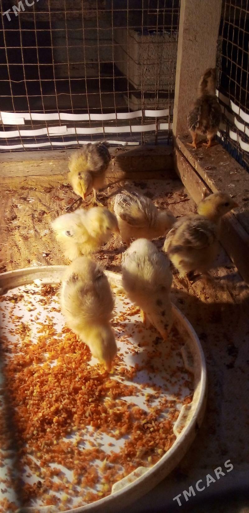 juyje - Gumdag - img 1