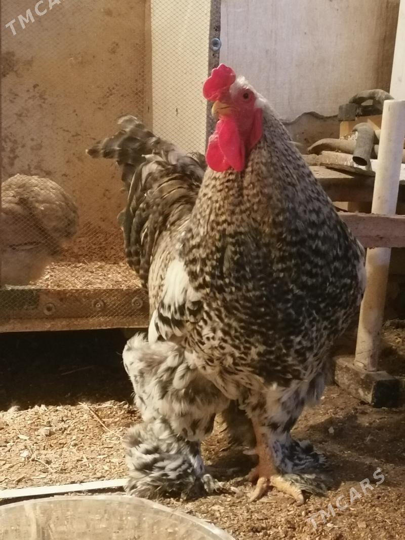 Brama Horaz - Dänew - img 1