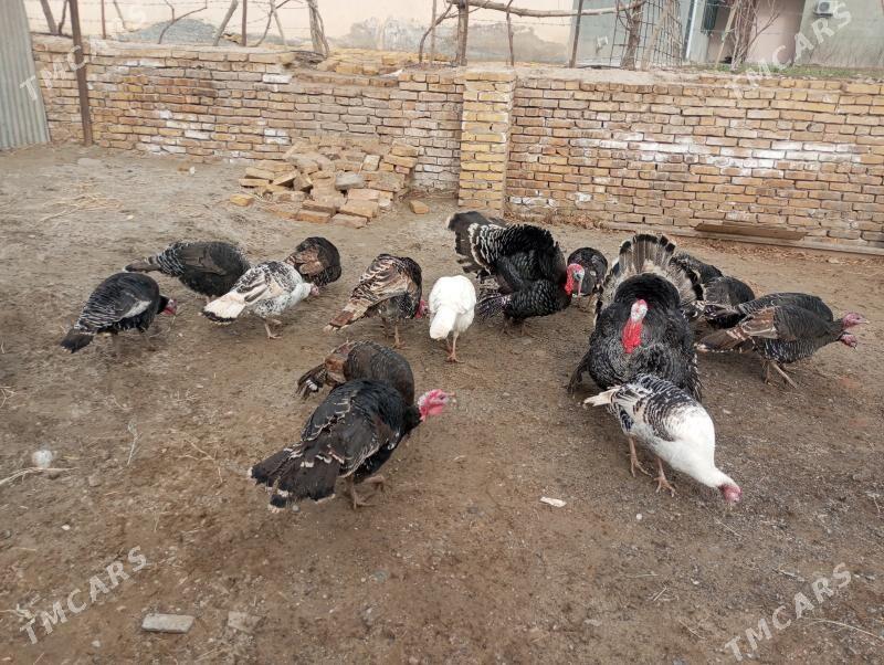 сатлык индуклар - Türkmenabat - img 1