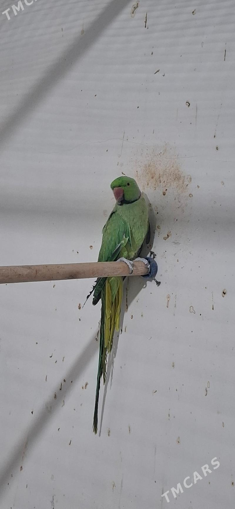 popugay - Köşi - img 1