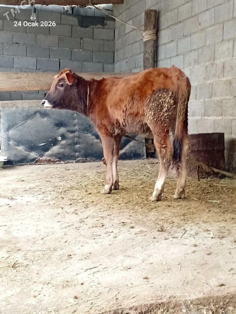 tuwe - Бахарден - img 1