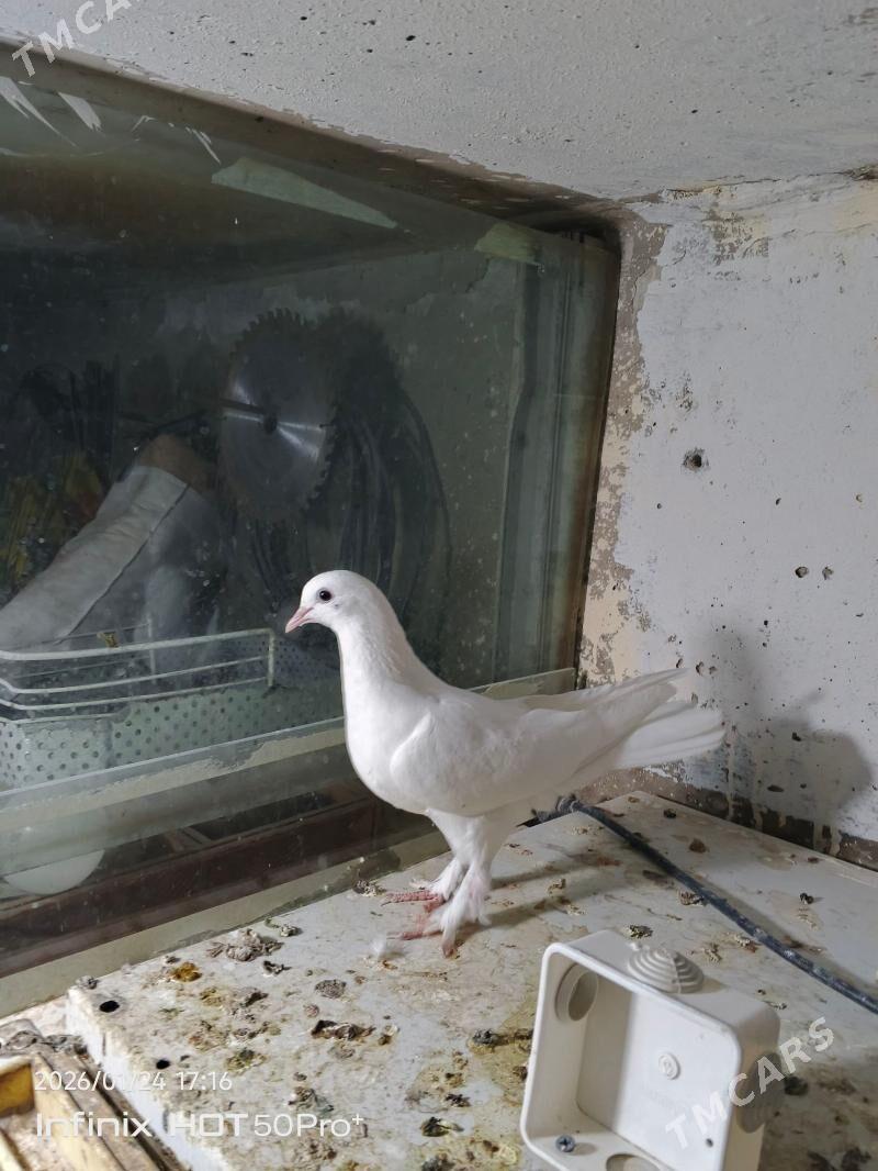 kepderi кепдери голуб - Бузмеин - img 1