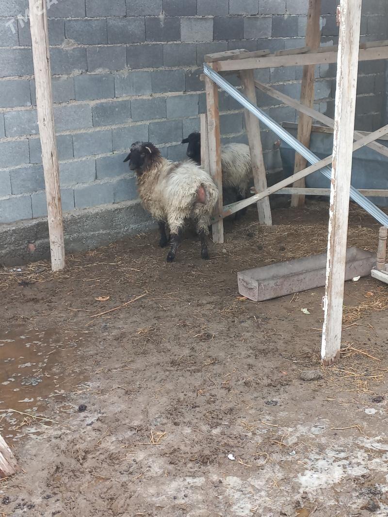 tokly goyun issek - Гёкдепе - img 1