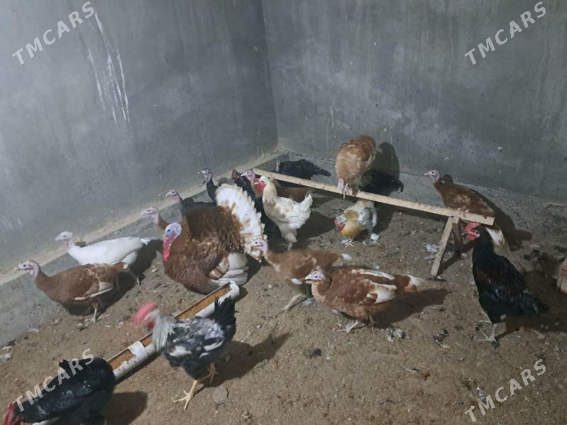 индюк юмуртга - Туркменабат - img 1