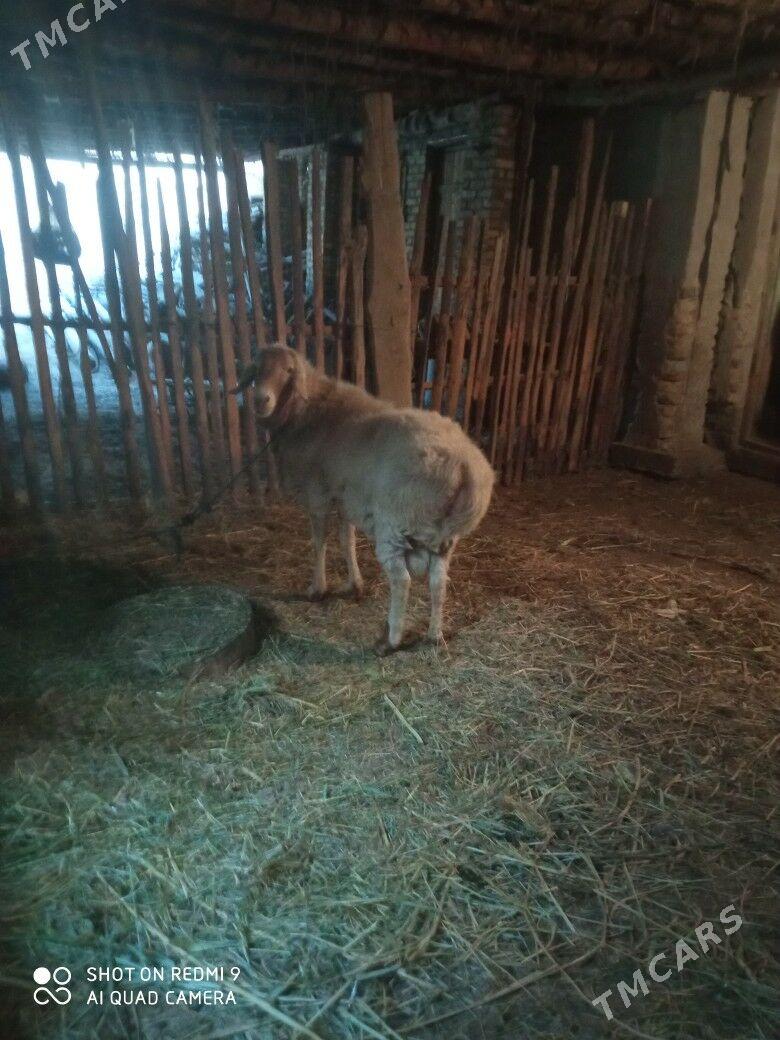 Goc we goyunlar - Sakar - img 1