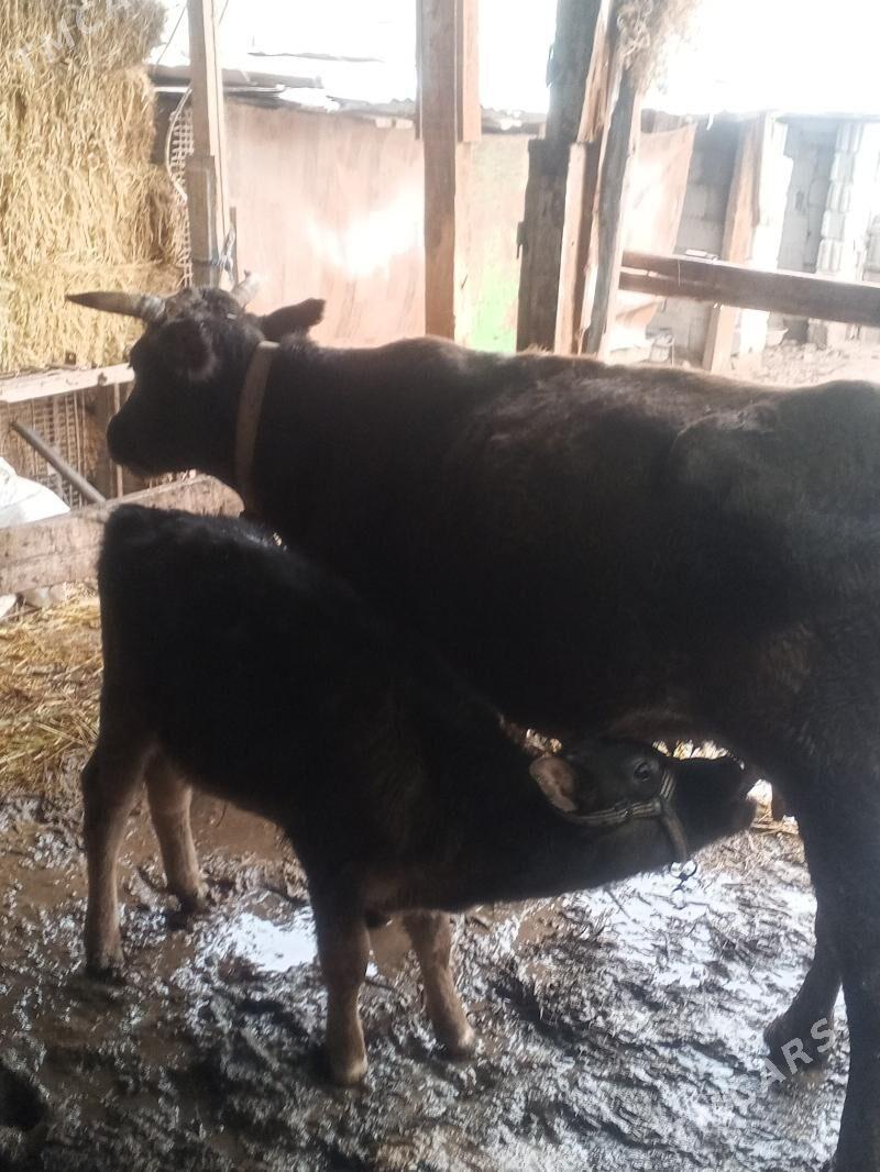 göleli sygyr - Garadamak - img 1