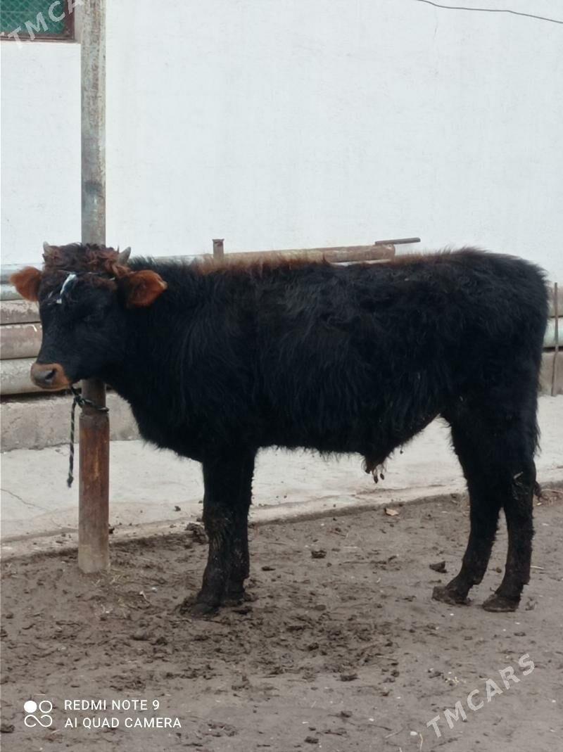 Öküz 2-sany - Ашхабад - img 1