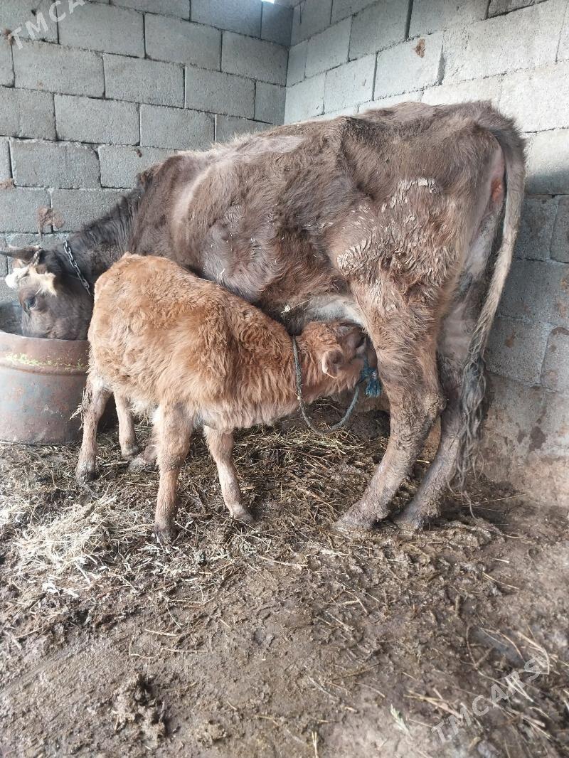 göleli sygyr - Bäherden - img 1