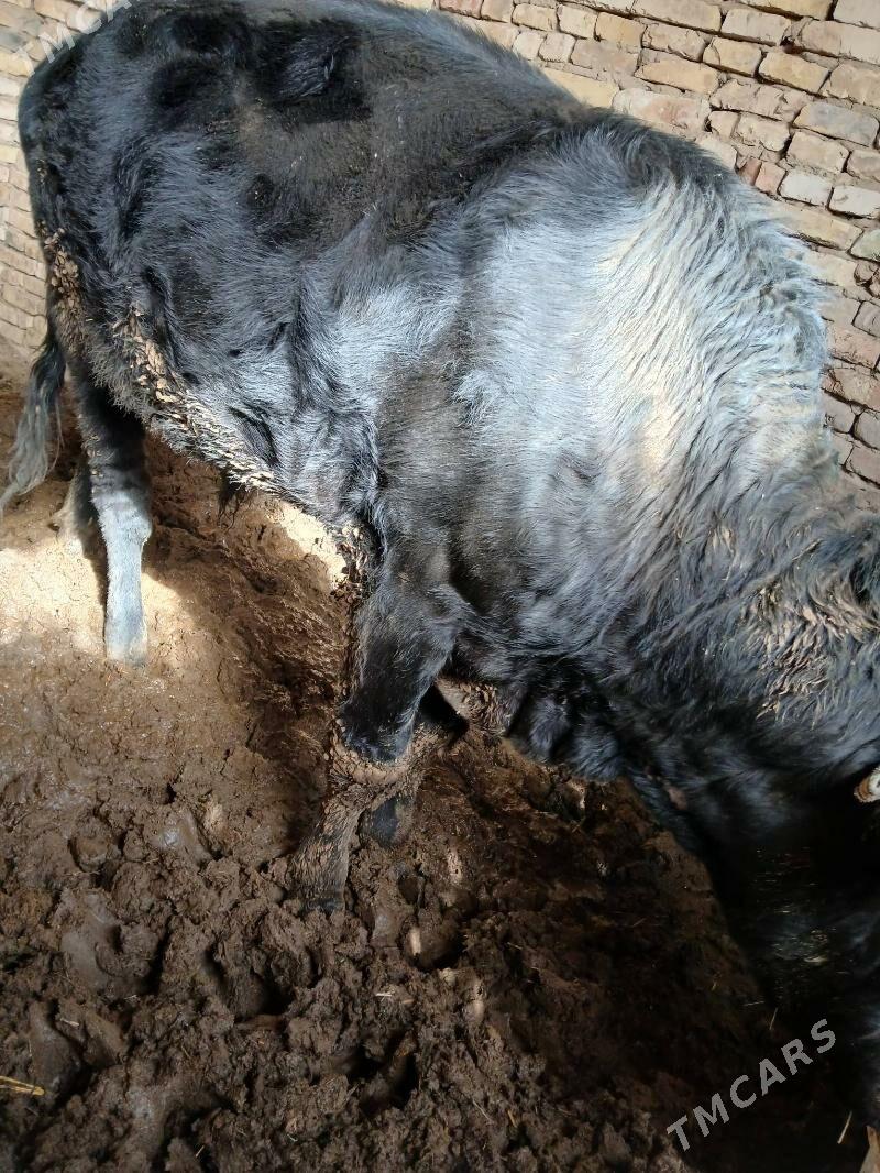 Bakylan Öküz - Мургап - img 1