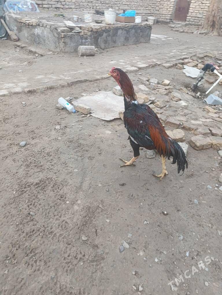 horaz Tashkent boytsowy - Мары - img 1