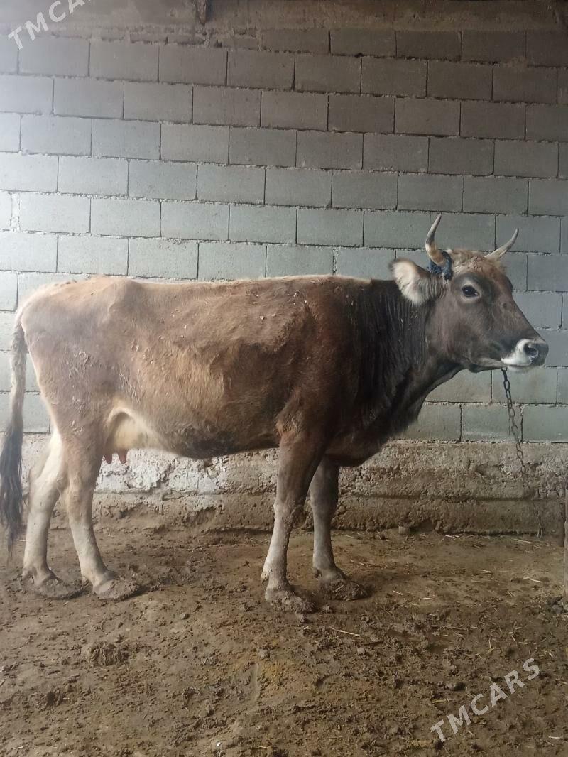 göleli sygyr - Gyzylarbat - img 1