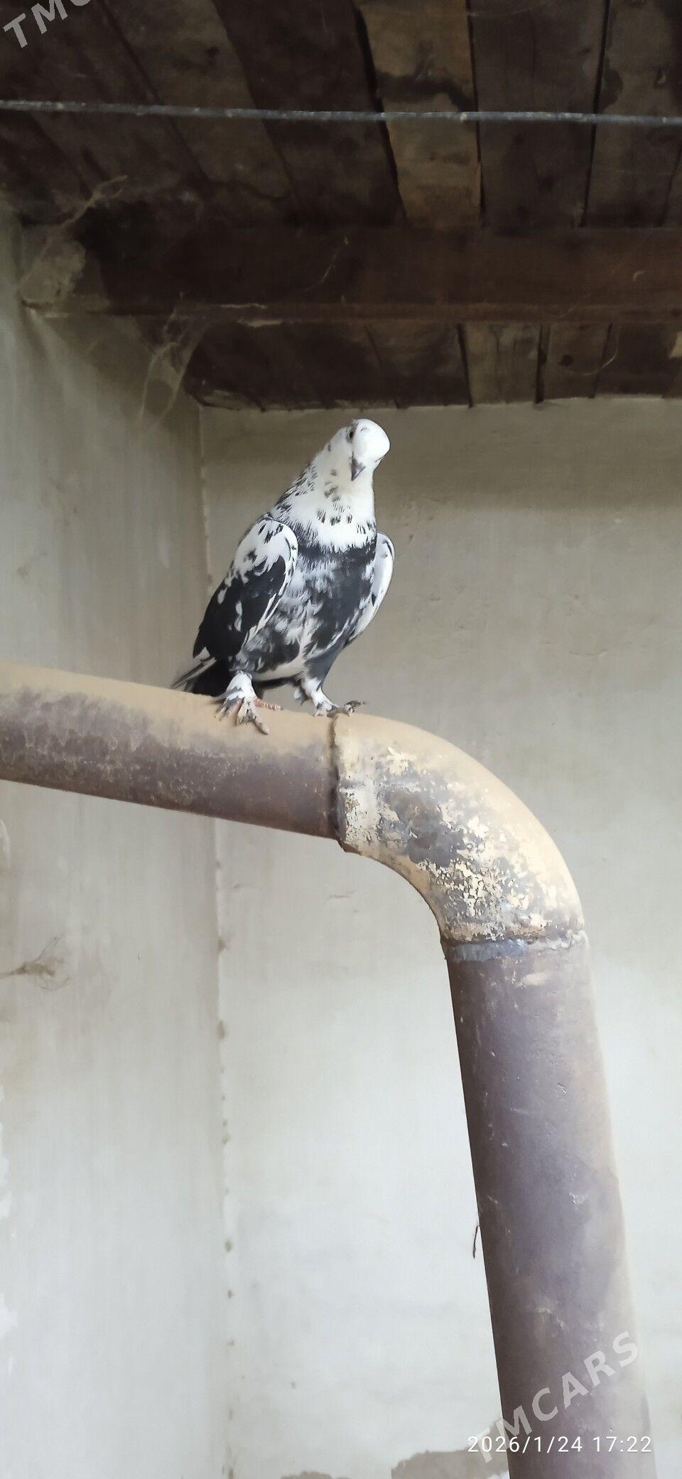 kepteri - Туркменабат - img 1