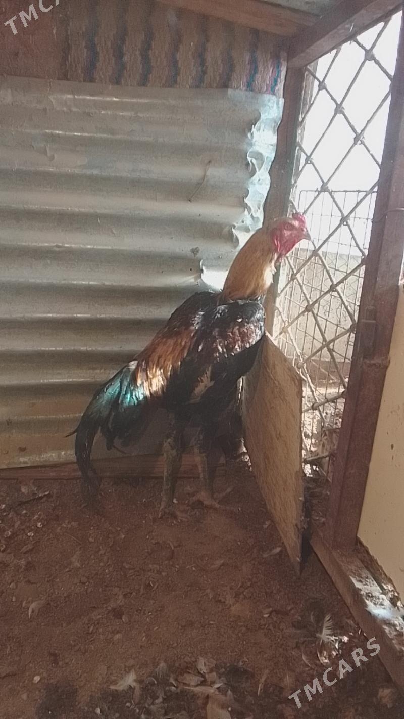 taskent horaz - Хитровка - img 1