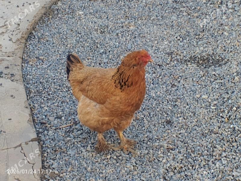 towuk - Гызыларбат - img 1