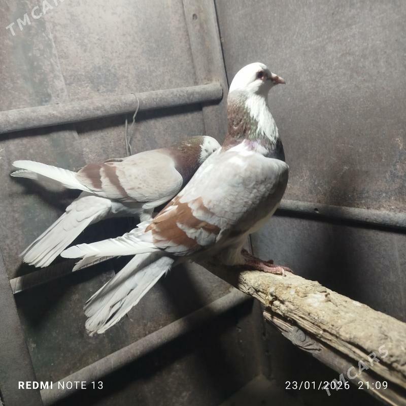 kepderi - Gyzylarbat - img 1