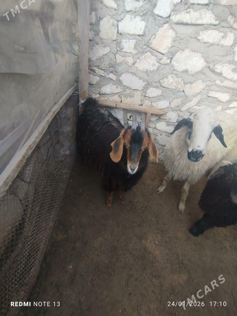 guzyly goýun çewiş - Türkmenbaşy - img 1