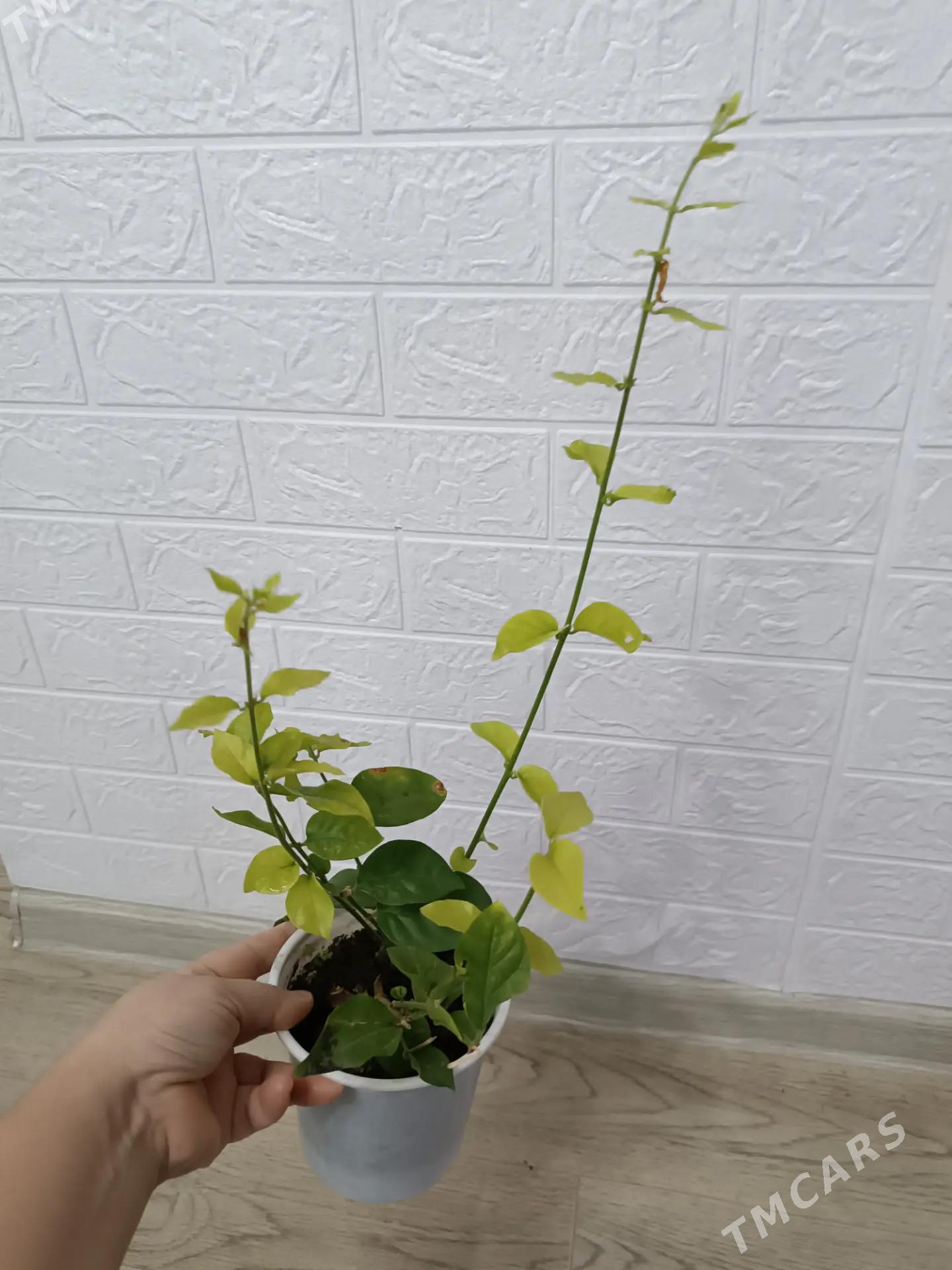 ЖАСМИН - Aşgabat - img 1