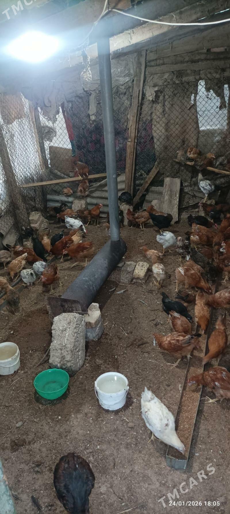 juje - Бузмеин - img 1