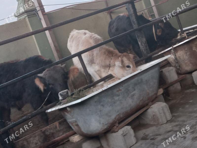 tohym. 3.mal - Büzmeýin - img 1